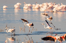 4 Days Kenya Safari Lake Nakuru & Masai Mara