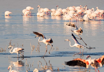 4 Days Kenya Safari Lake Nakuru & Masai Mara