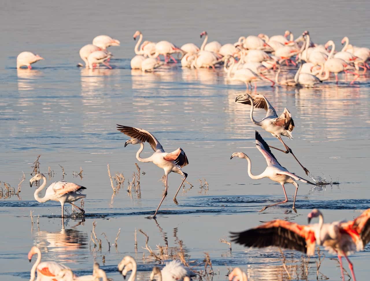 Flamingo Nakuru