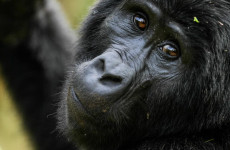 7 Days Gorilla Trekking & Golden Monkey Safari