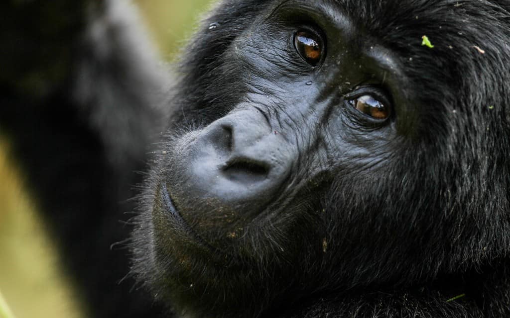 Gorilla