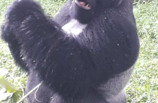 3 Days Uganda Mountain Gorilla Adventure