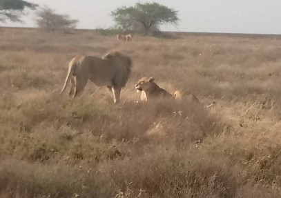 3-Day Tanzania Budget Camping Safari
