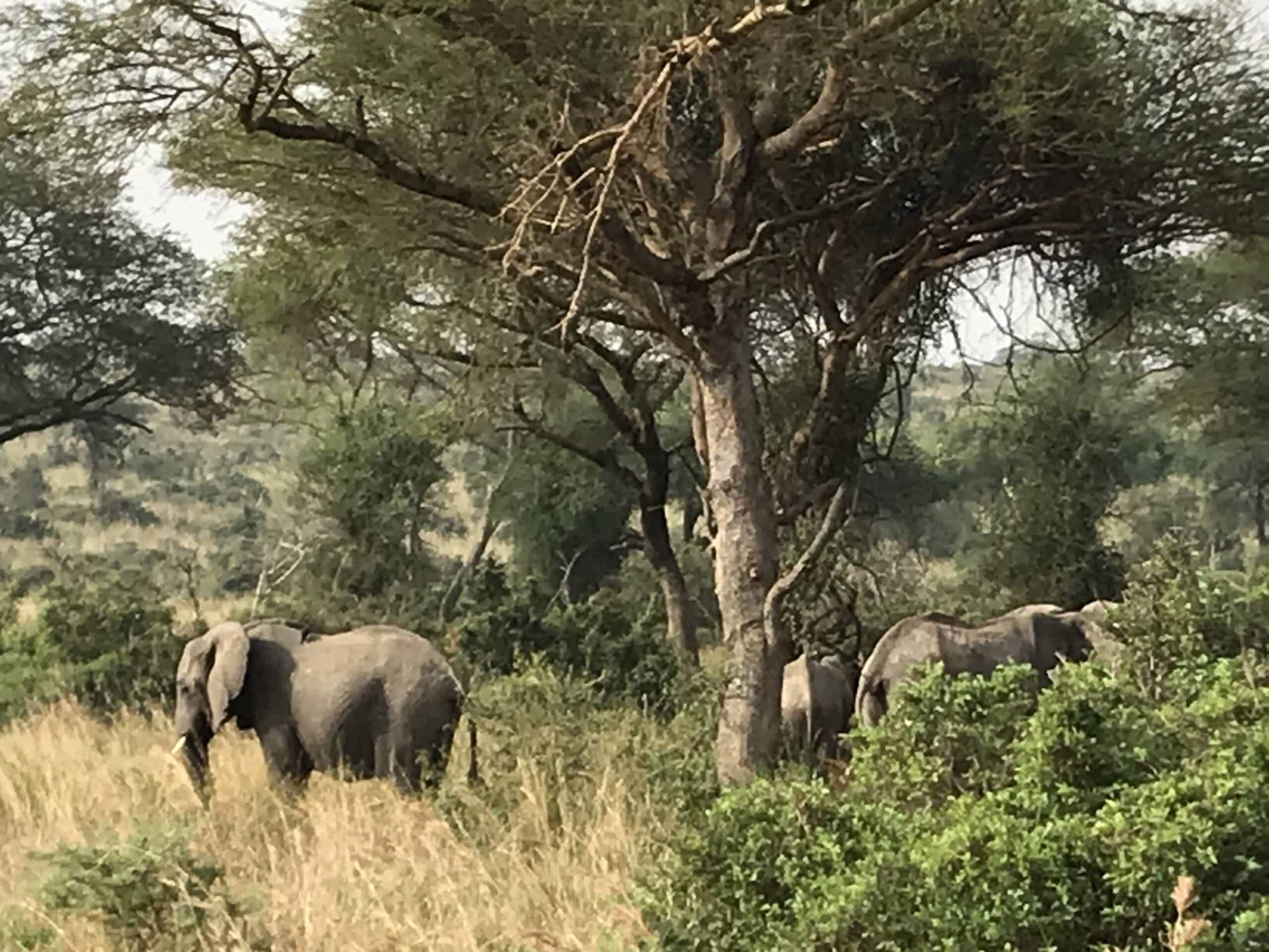 Game viewing Murchison falls national park