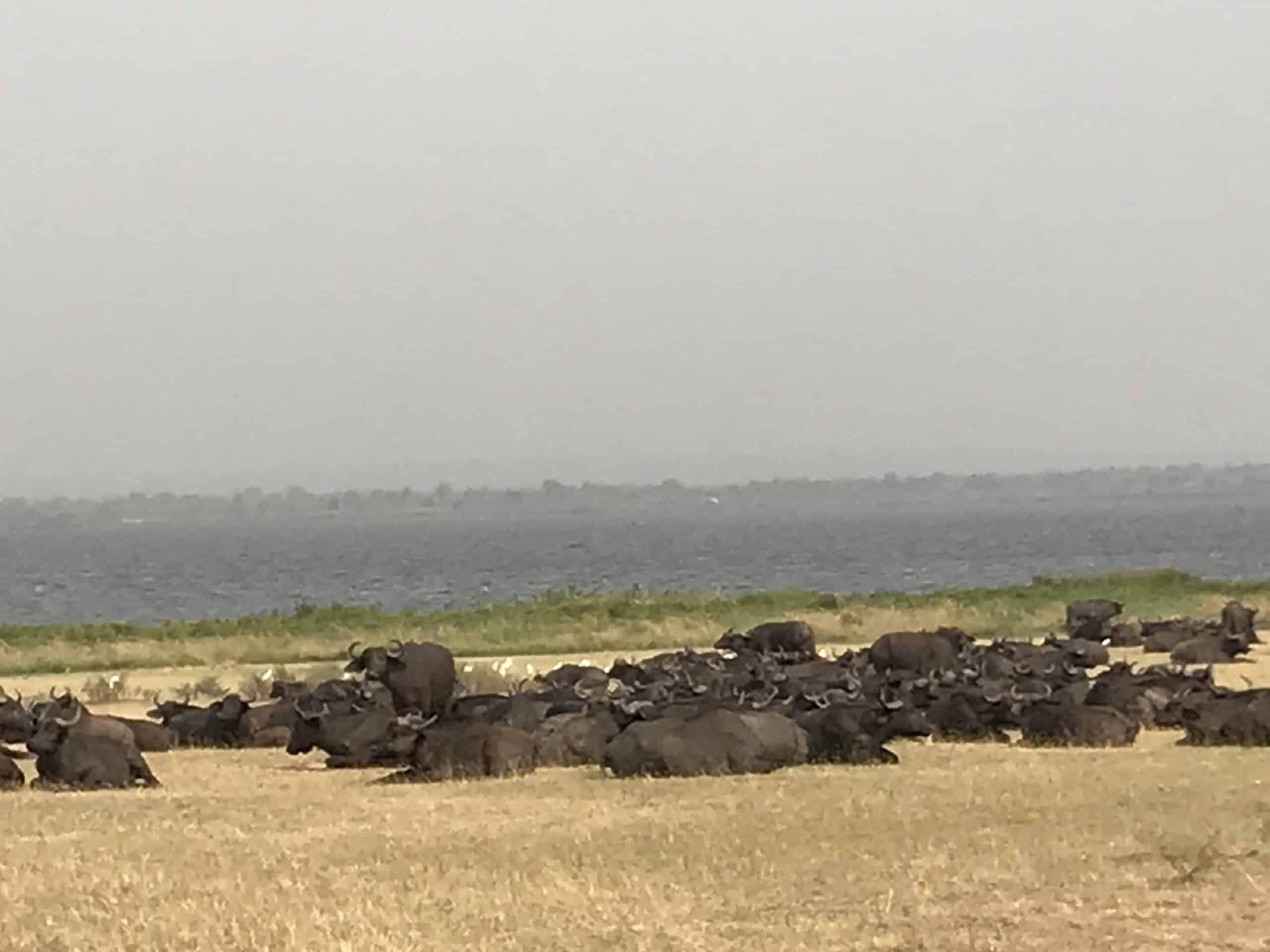 Game viewing in Murchison Falls national park