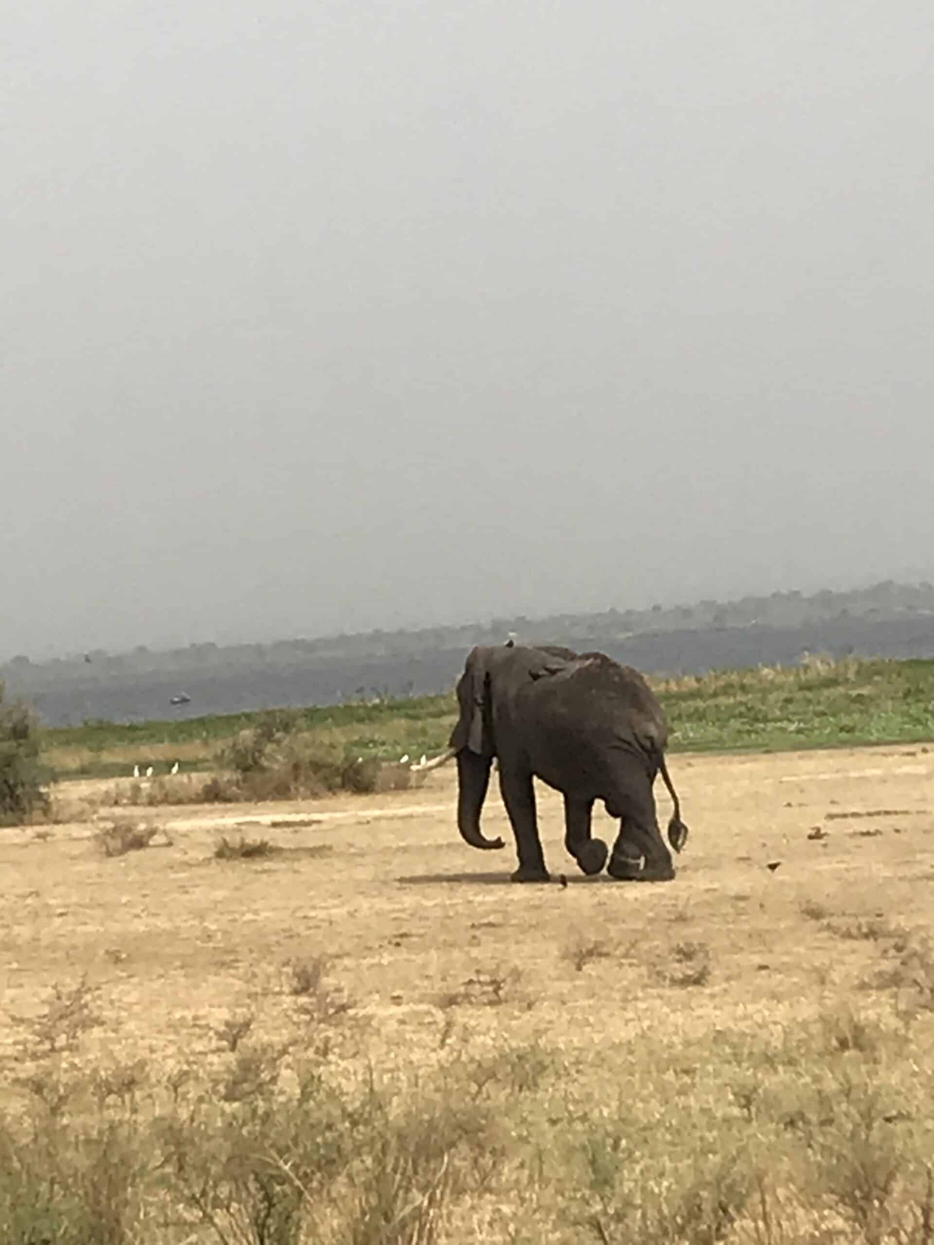 Game Viewing Murchison falls national park