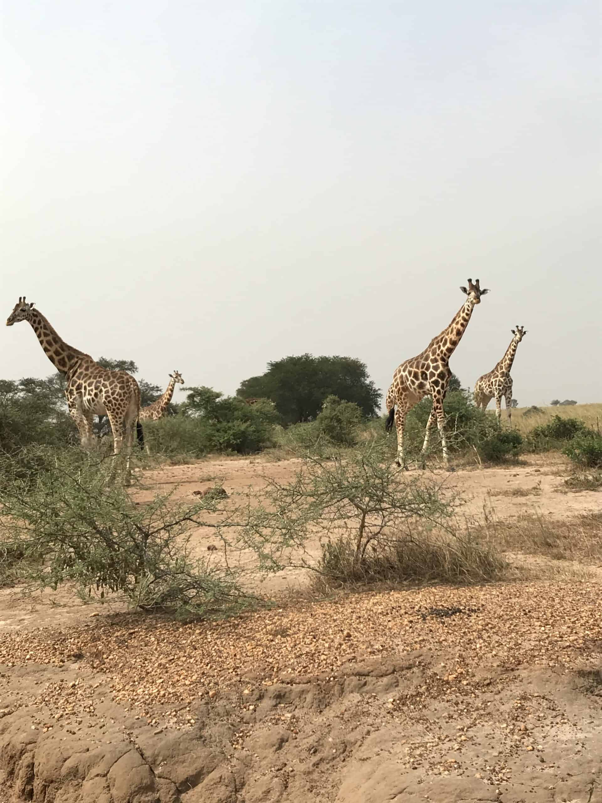 Game viewing in Murchison Falls national park