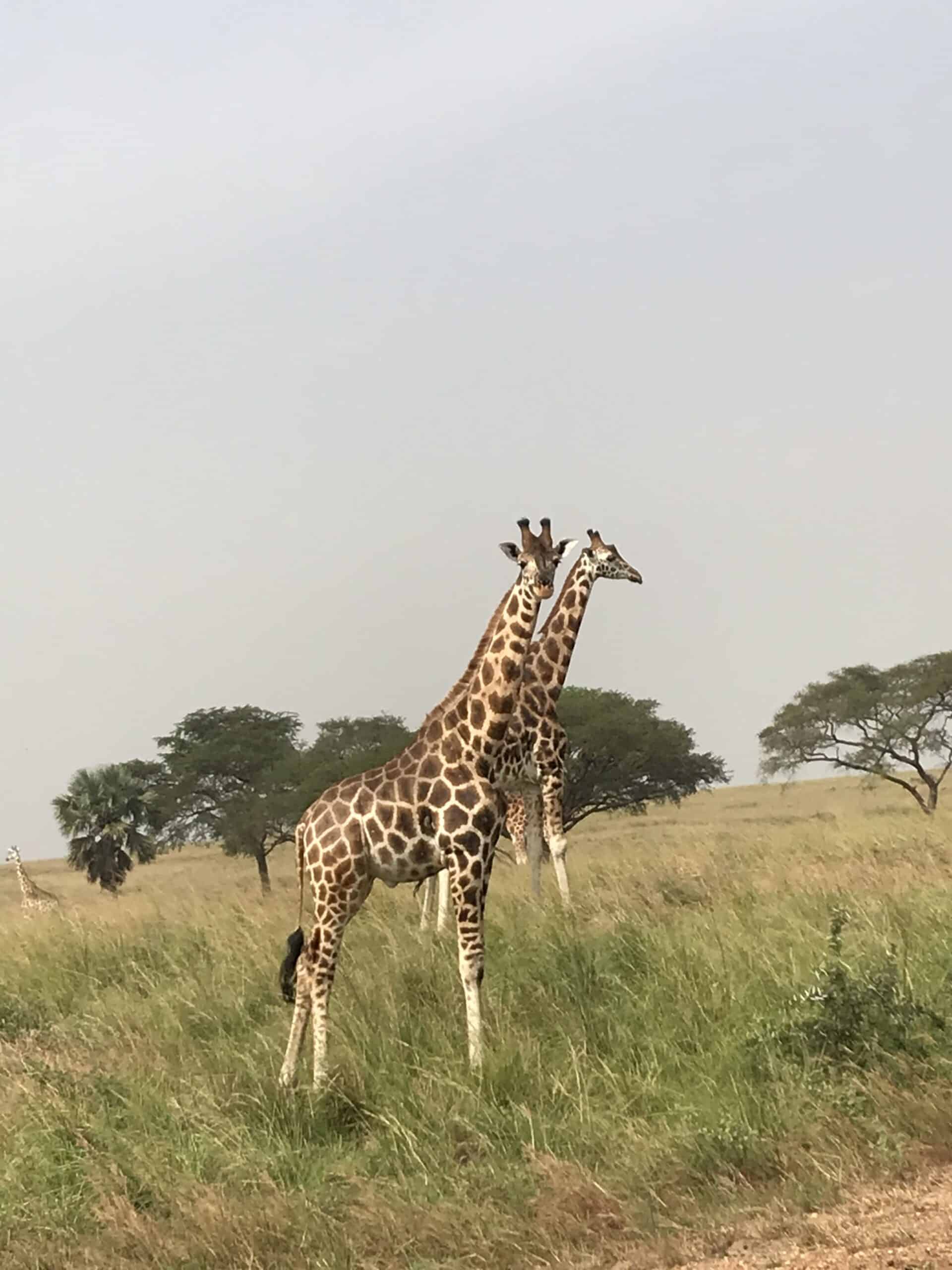 Game viewing in Murchison Falls national park