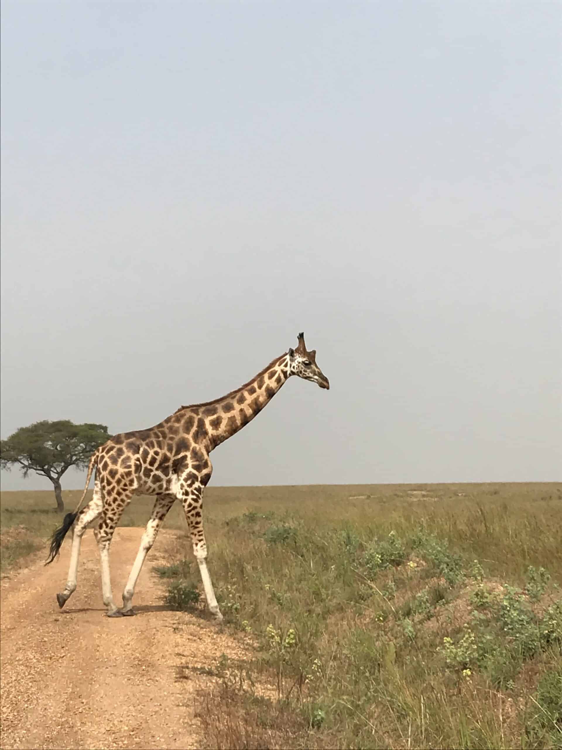 Game viewing in Murchison Falls national park