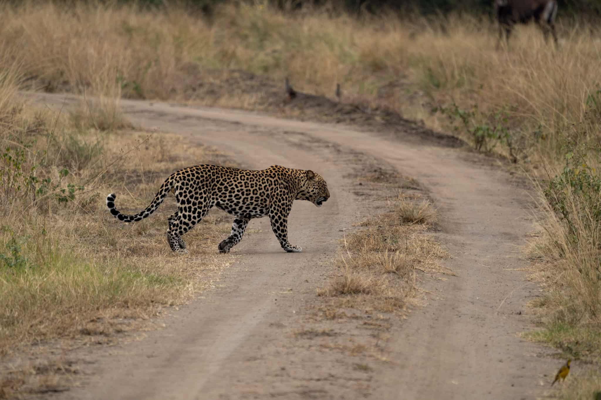Game viewing in Queen Elizabeth National Park