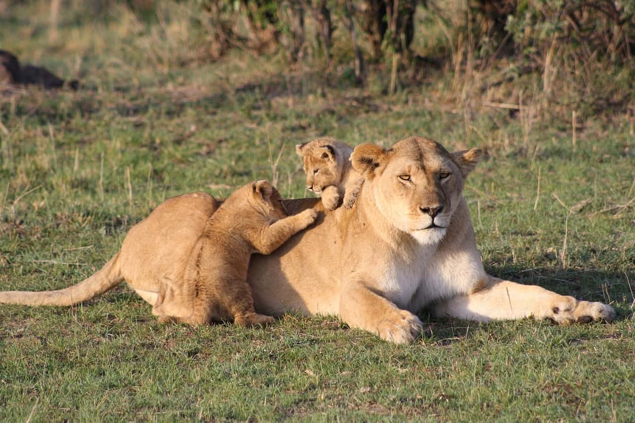 Lion Cub Mara