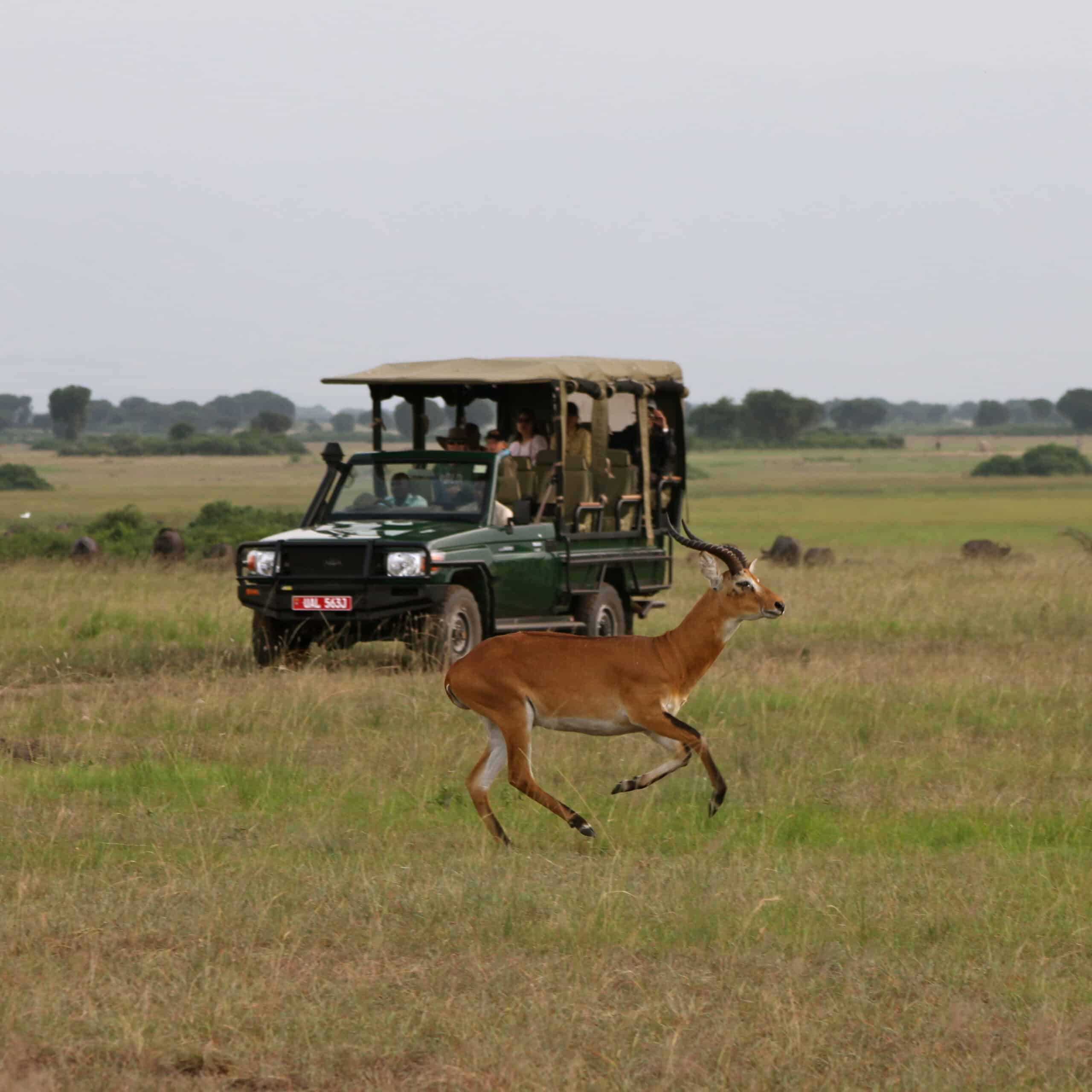 Mweya Safari Drive11