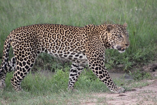 Mara Cheetah