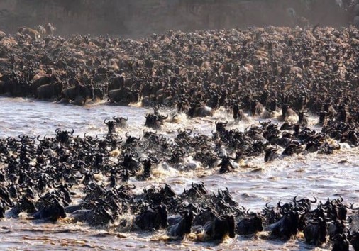 Mara River Crossing