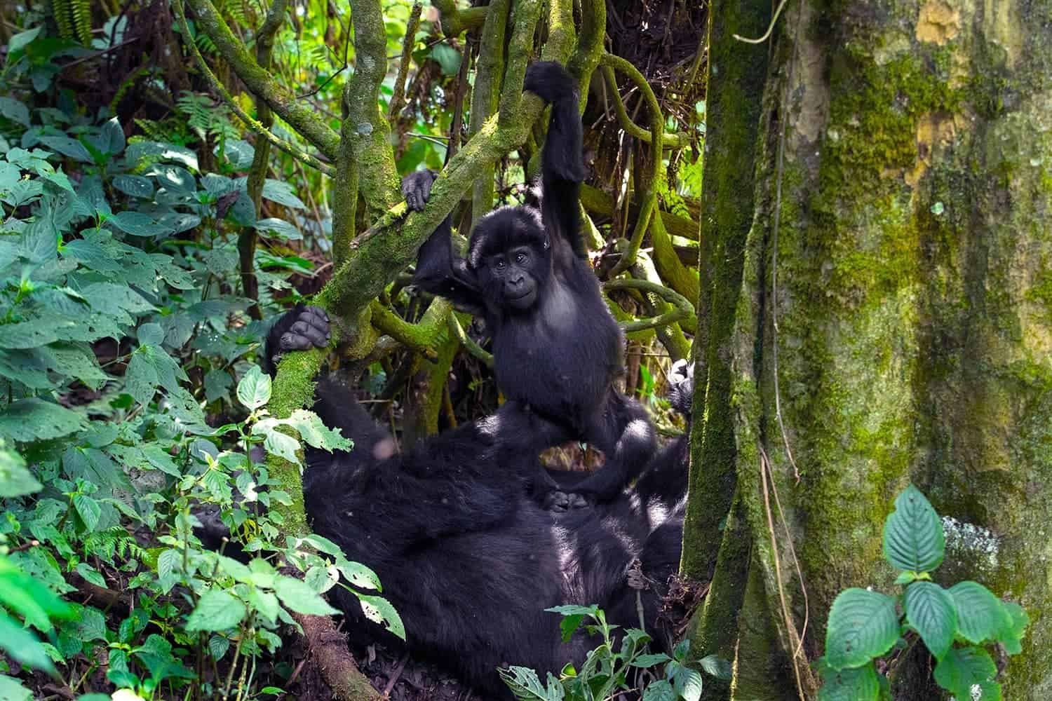 Mgahinga Gorilla