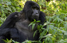 3-Day Mountain Gorilla Trekking Safari