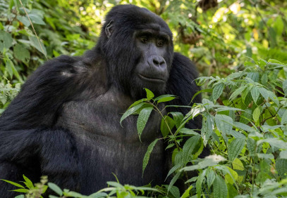 3-Day Mountain Gorilla Trekking Safari