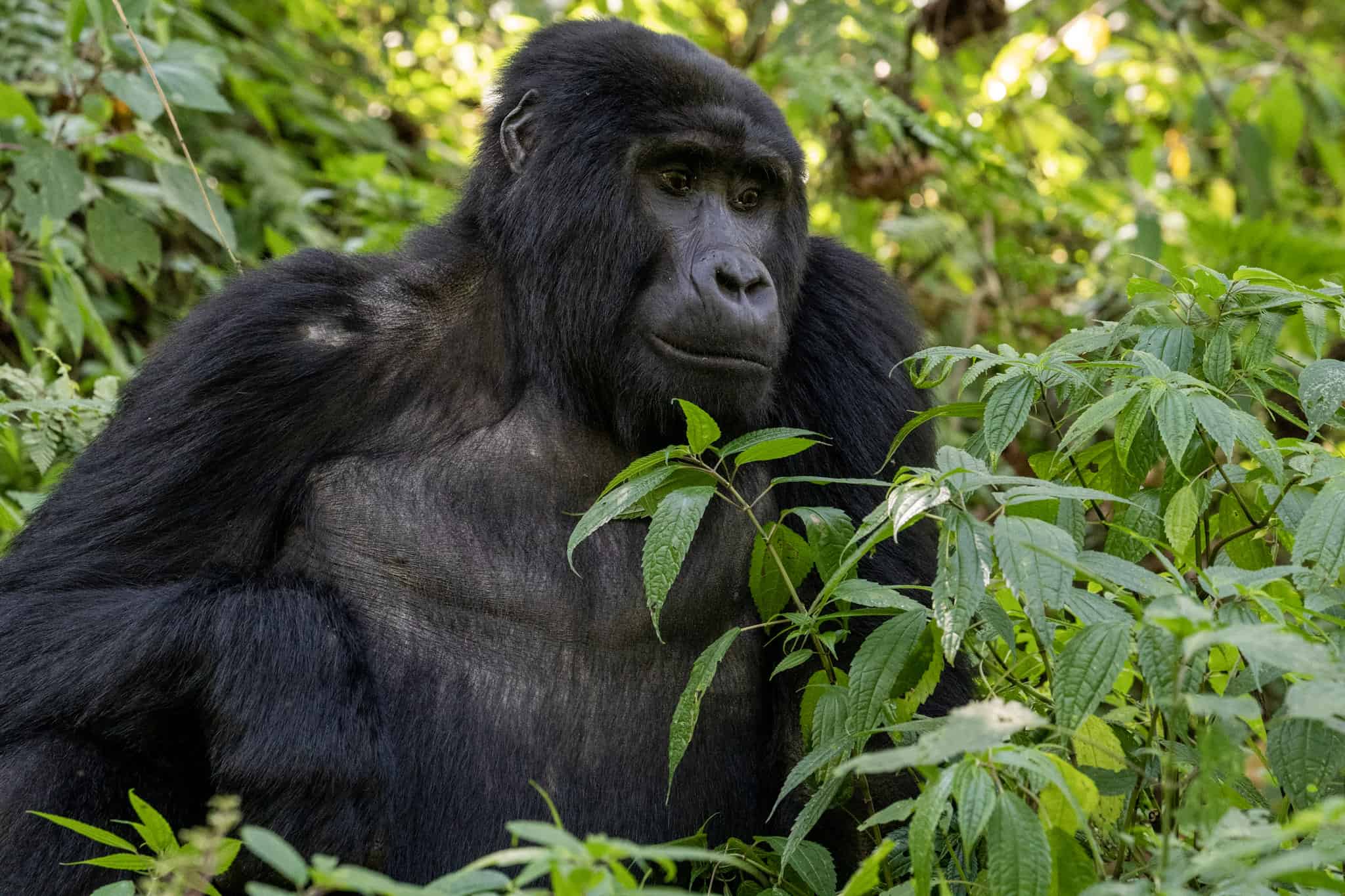 Mountain Gorilla Mama