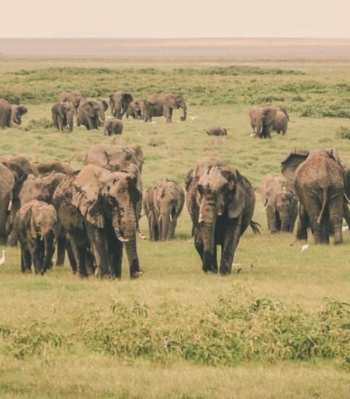 Elephants walking in Ngorongoro Crater