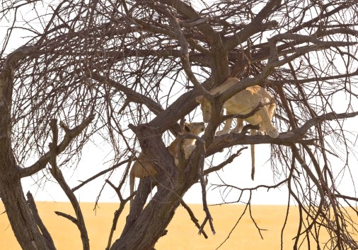 serengeti lion pride