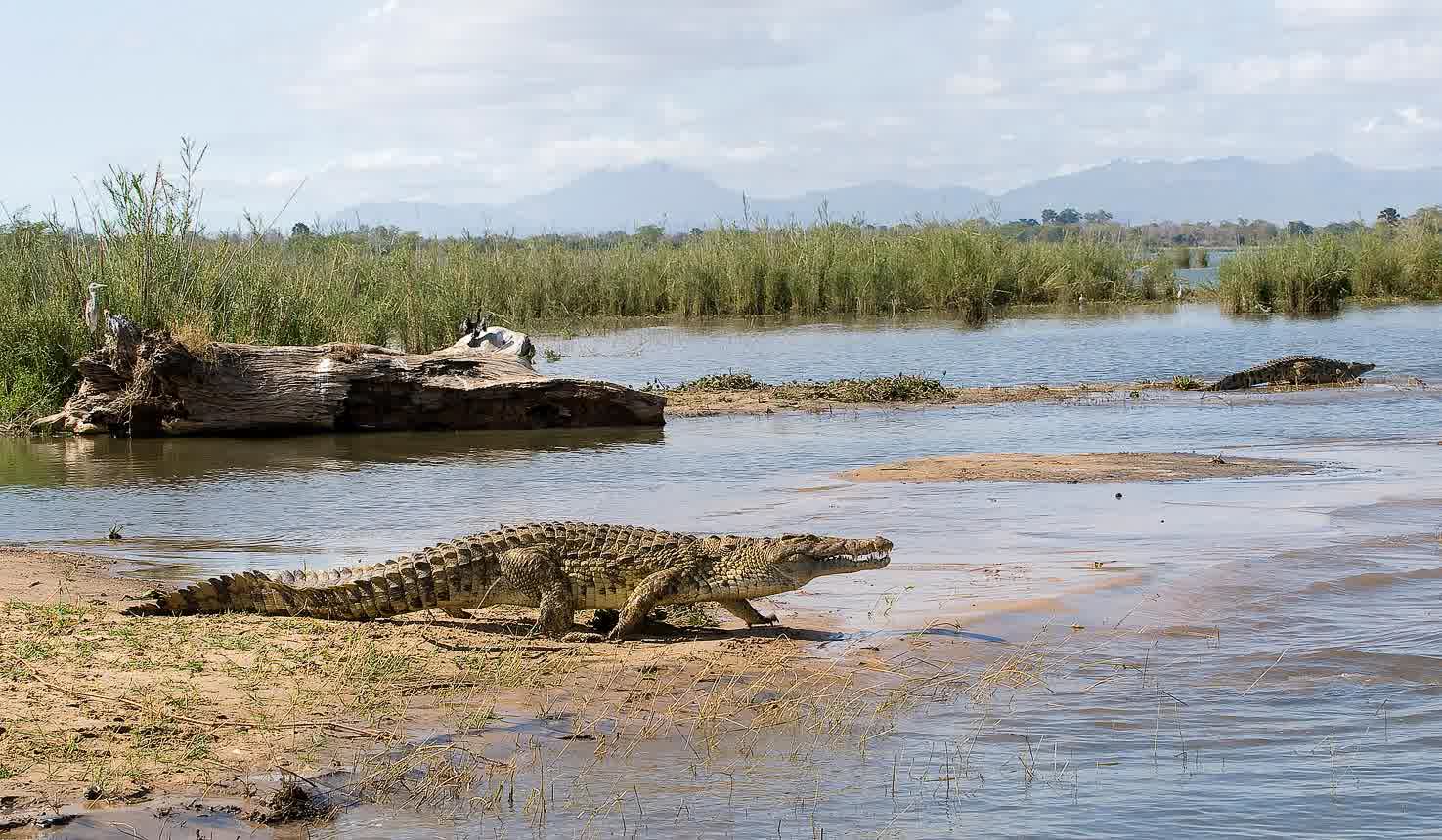 Nile Croc
