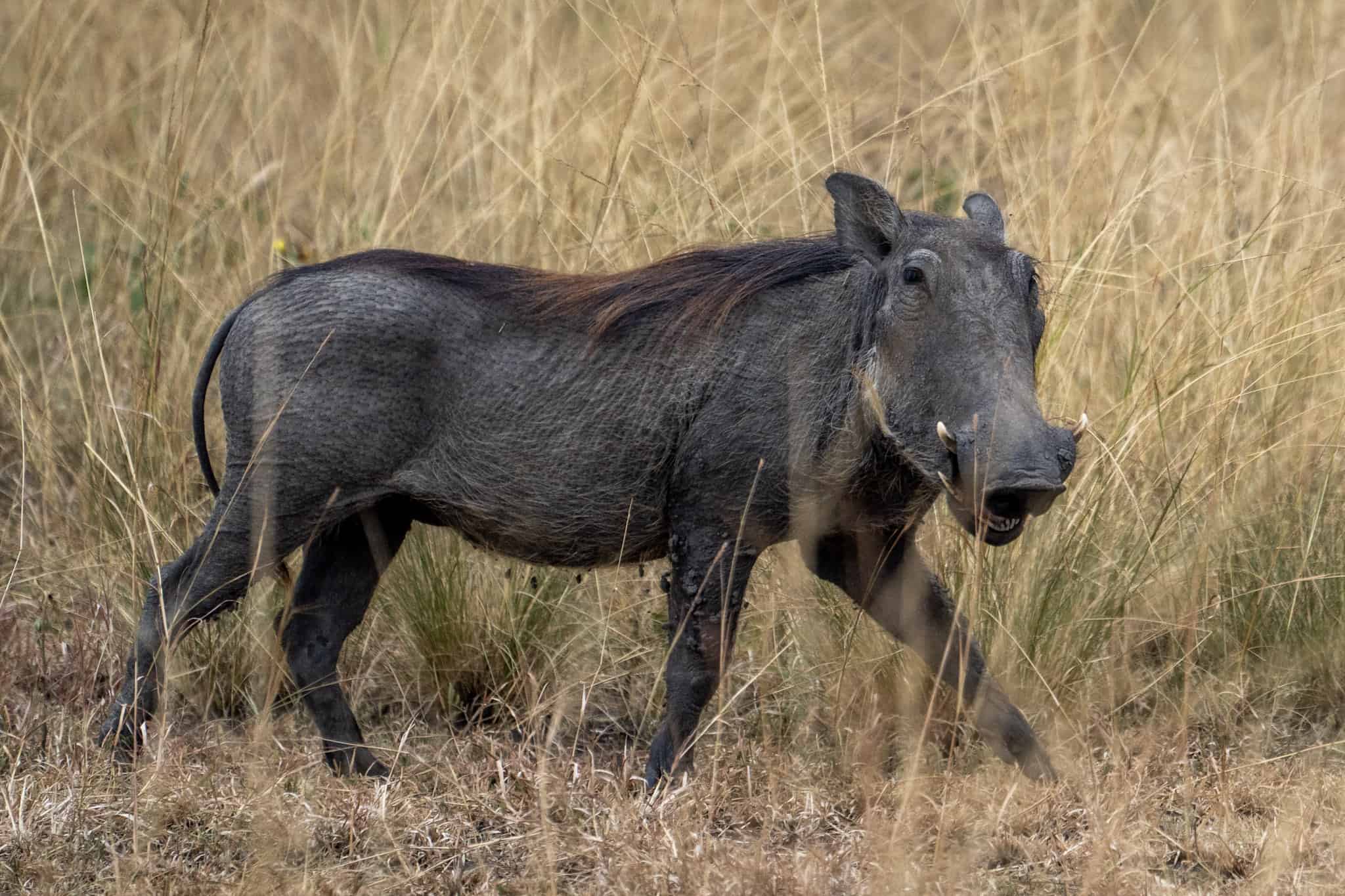 Game viewing in Queen Elizabeth National Park