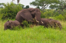 5-Day Tanzania Safari