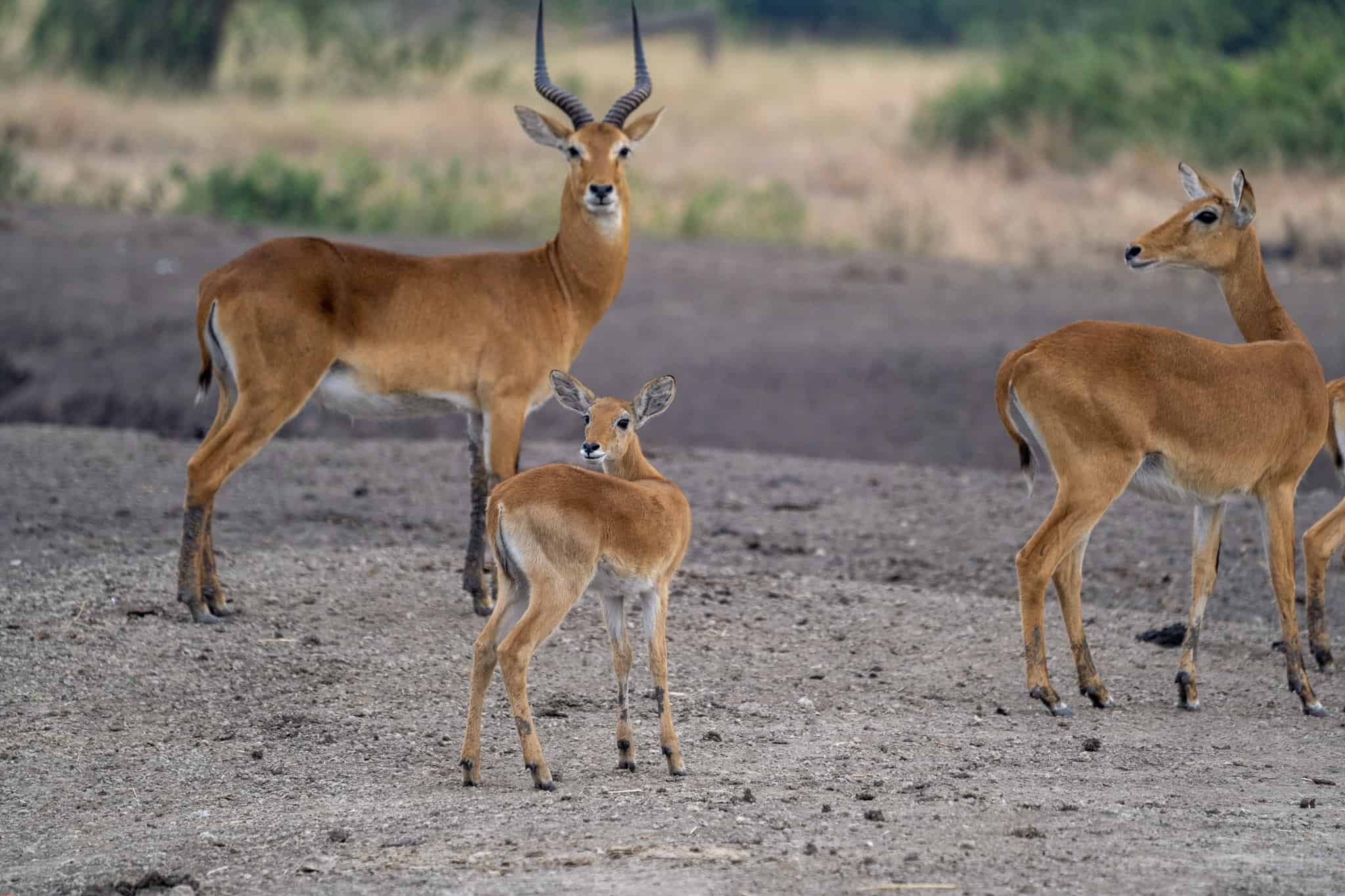The Uganda Kob in Queen Elizabeth national park