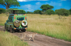 3 Days Tanzania sharing budget, camping, private luxury safari & small group tours
