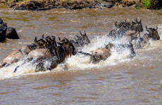 10 Days Tanzania Safari in Style