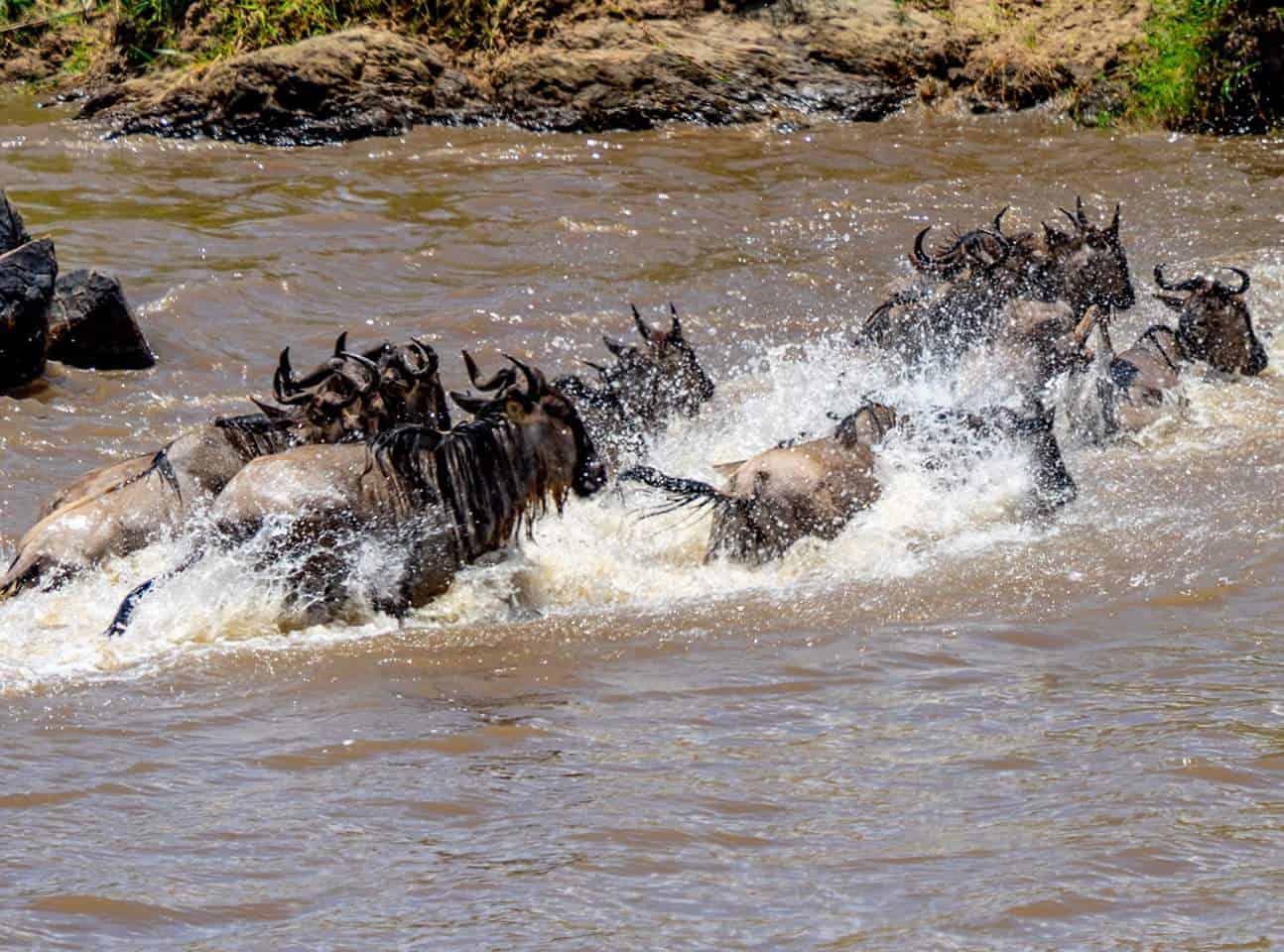 Wilderbeest Crossing