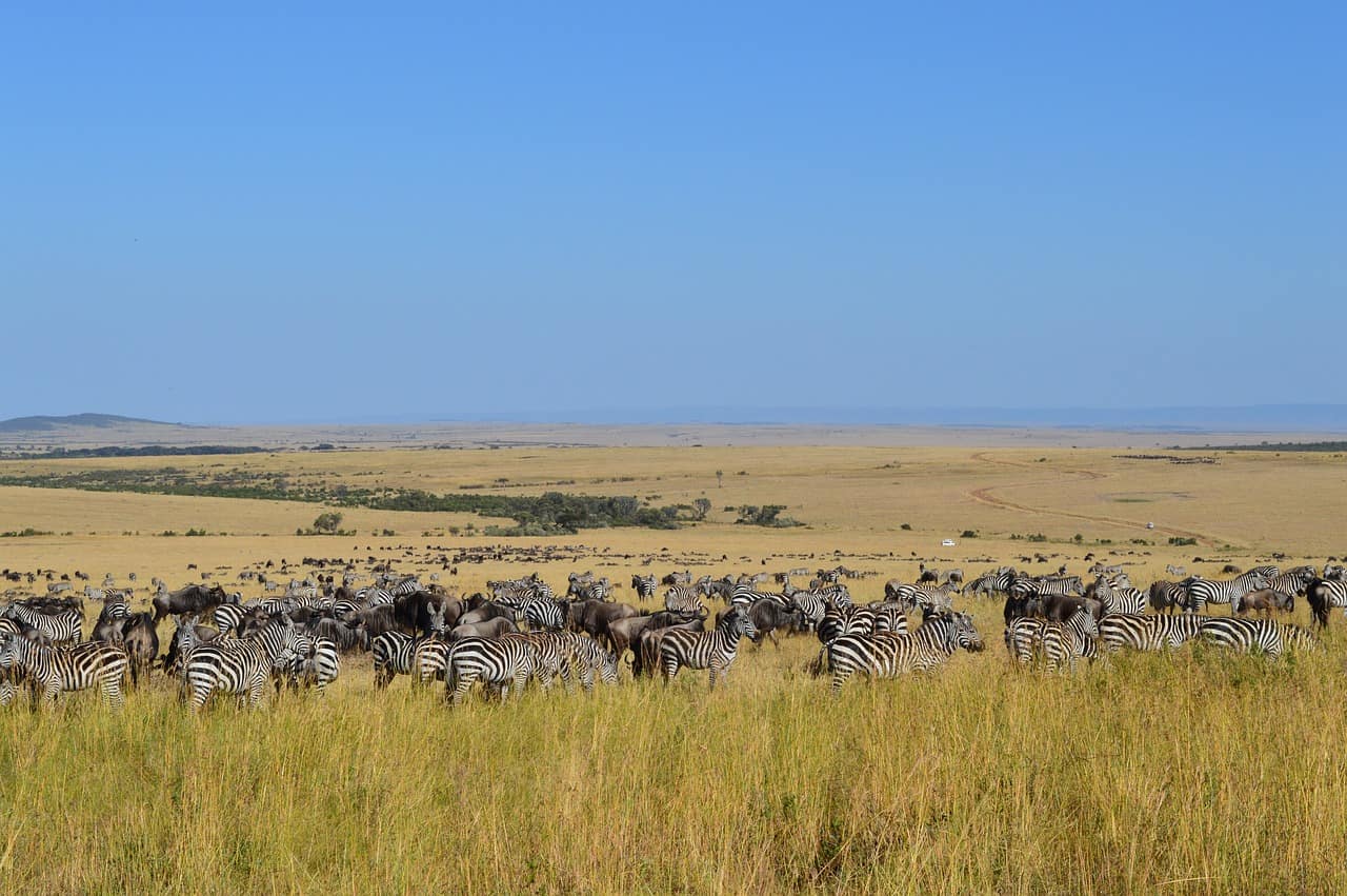 Zebra Mara