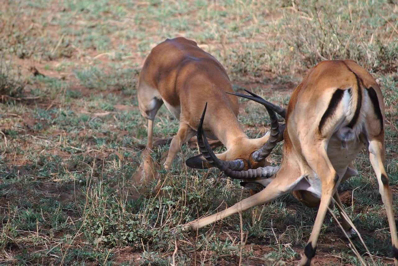 Male antelope fighting