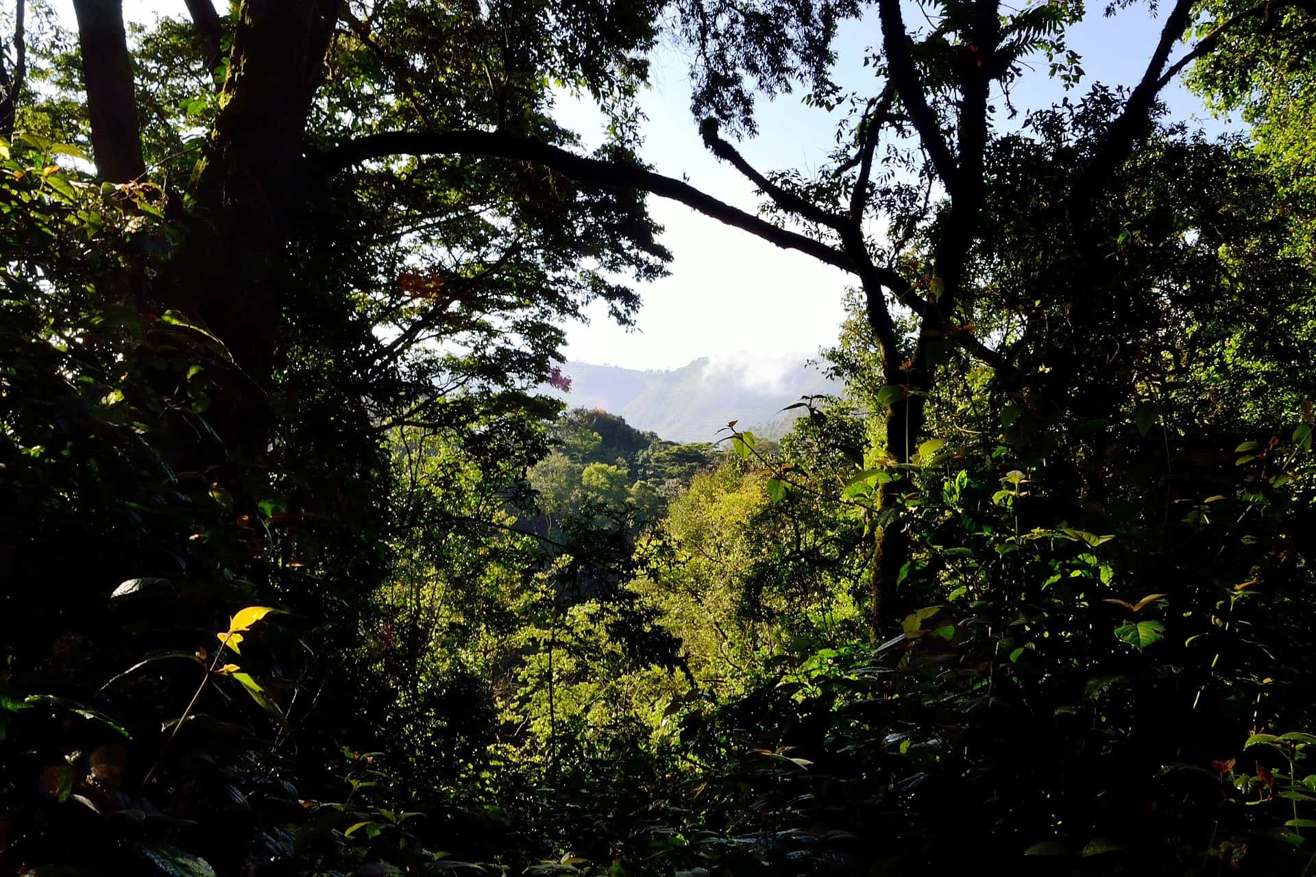 Bwindi Impenetrable Forest 355180 1920(1)