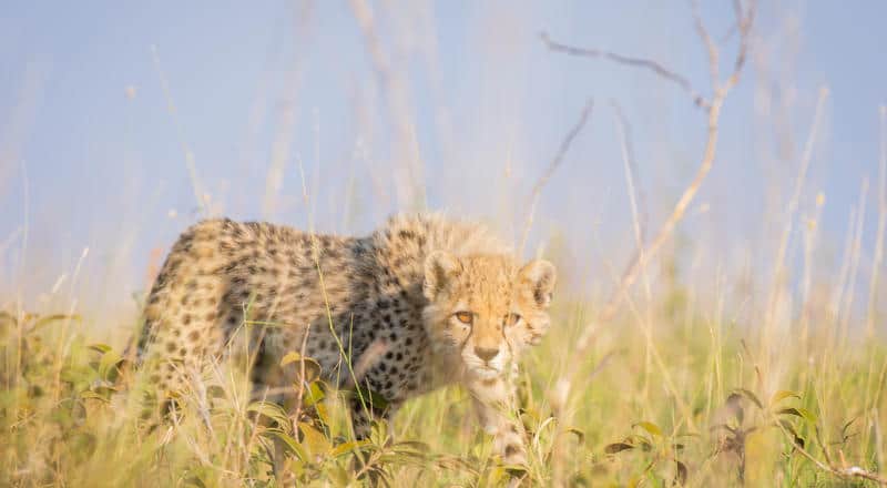 Cheetah Momcub 00002