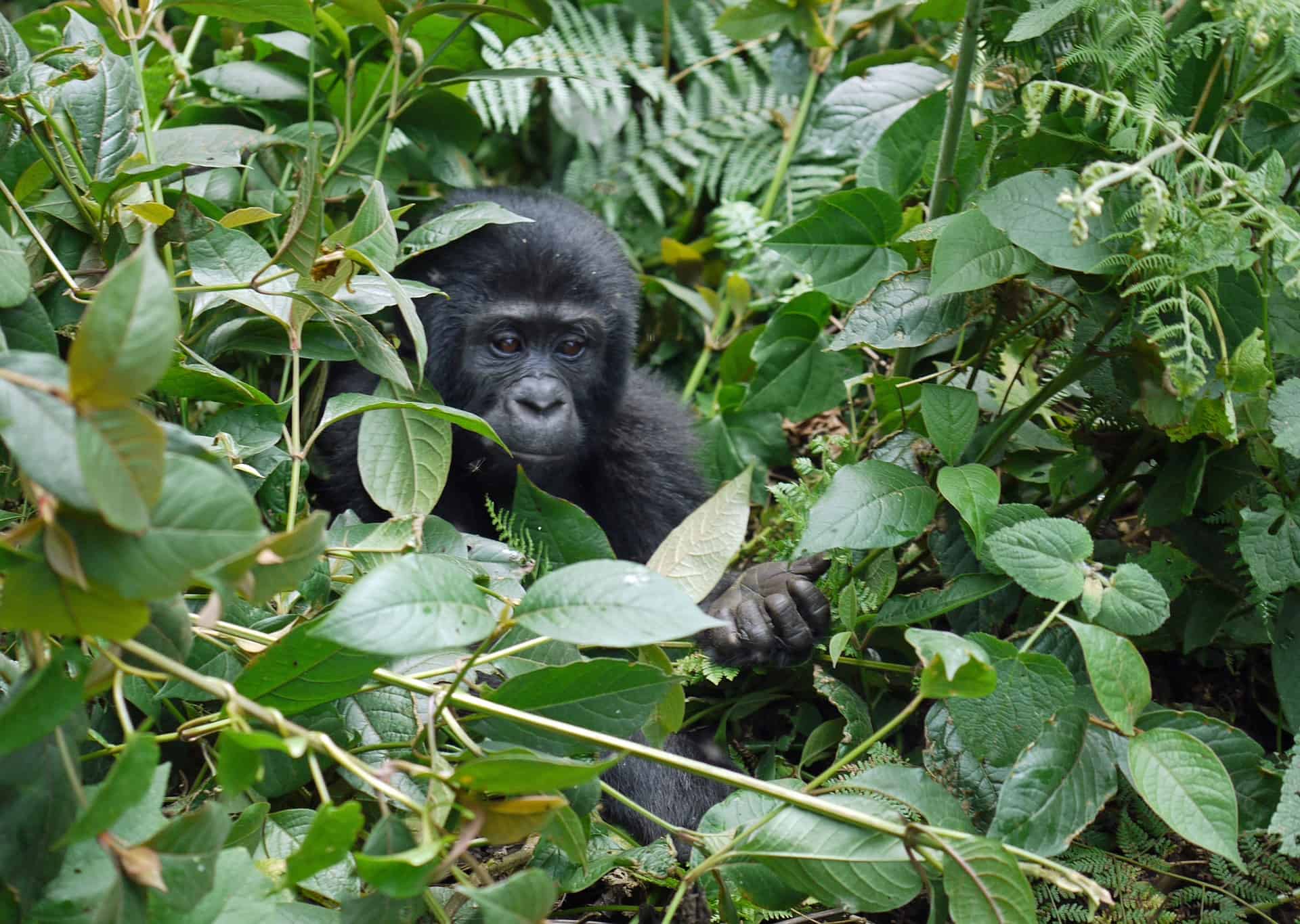 Gorillas