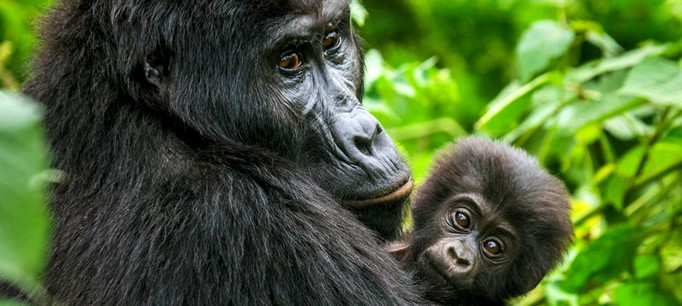 Gorilla 2