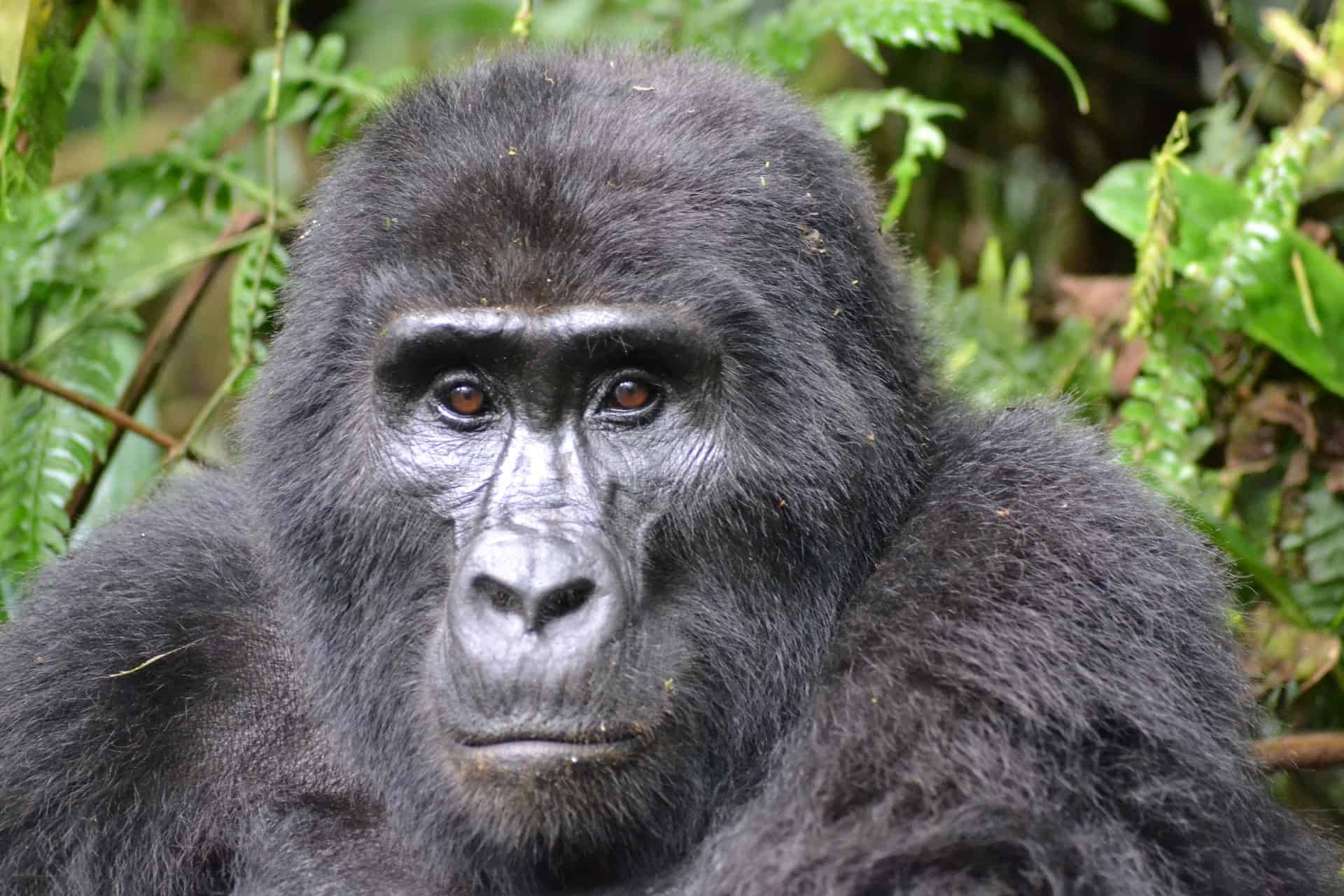 Gorilla 3928903 1920