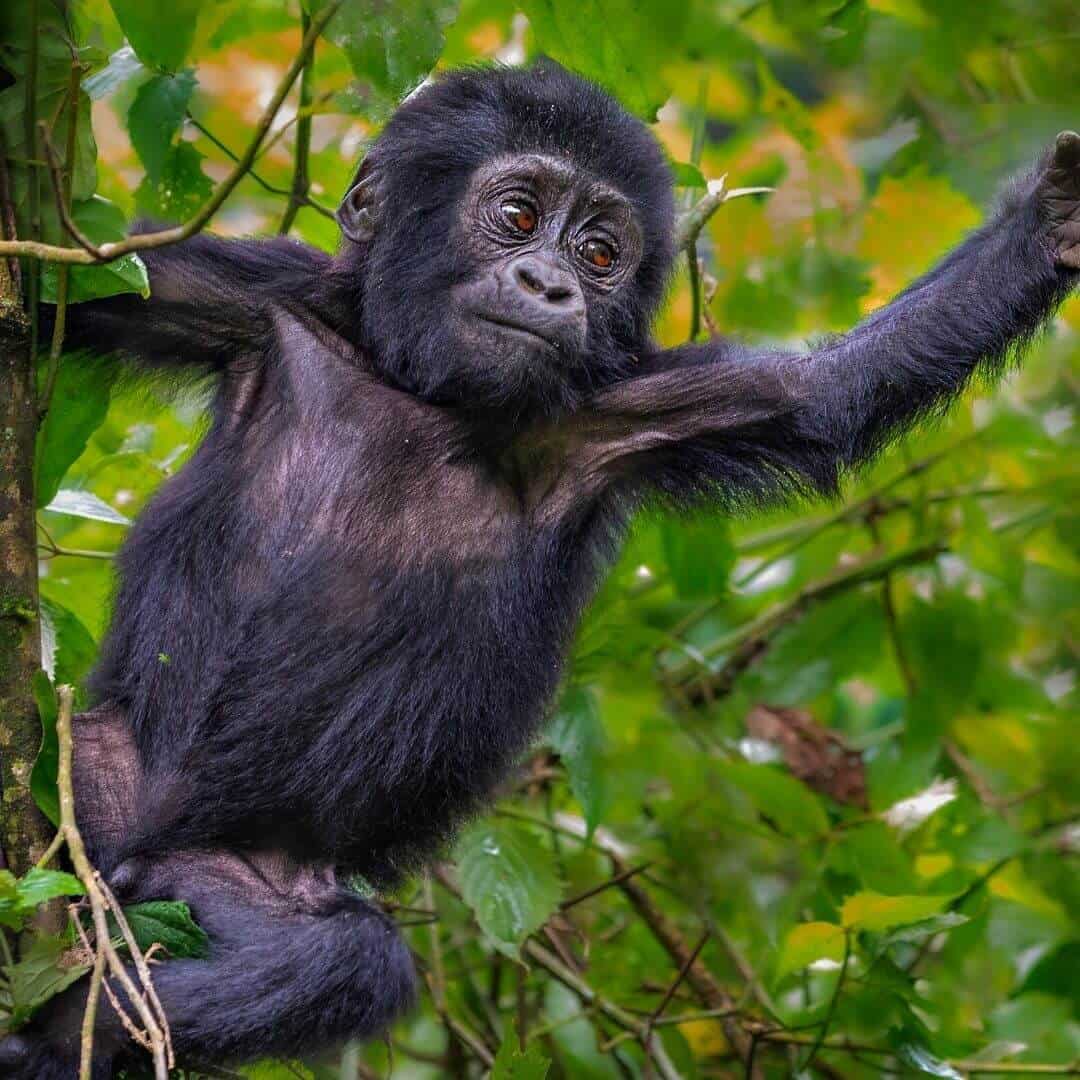 Gorilla Trekking In Uganda