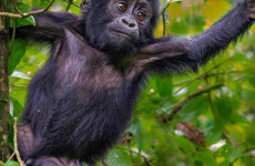 1-Day Gorilla Trek in Bwindi National Park