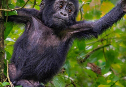 1-Day Gorilla Trek in Bwindi National Park