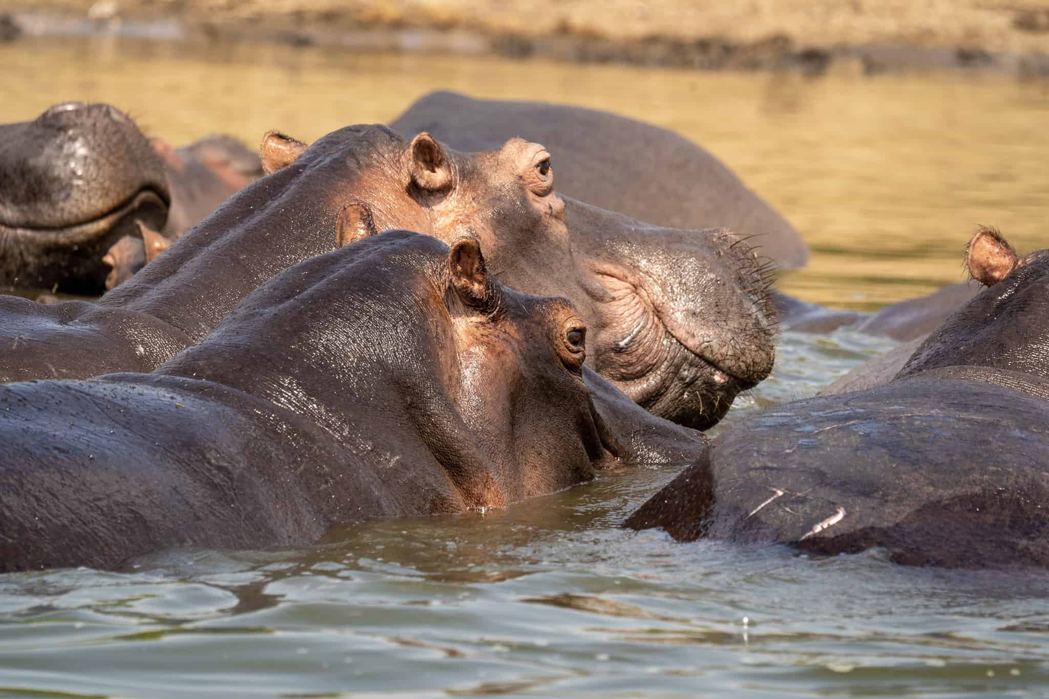 Hippos In Kazinga Channel Of Queen Elizabeth National Aprkl