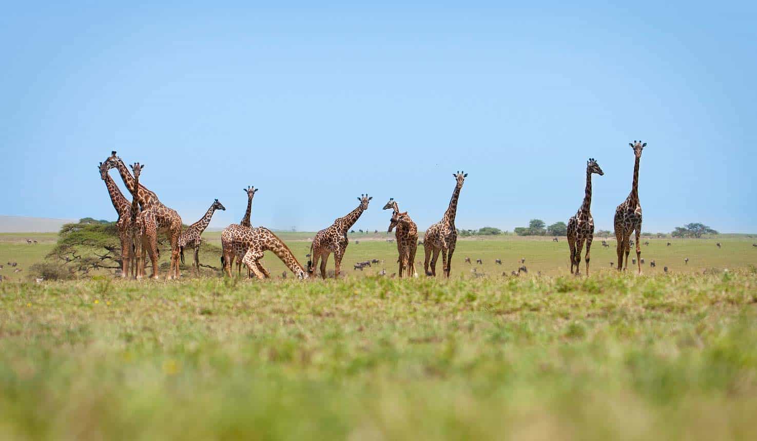 Luxury Safaris