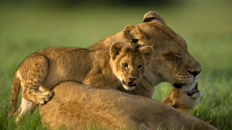 Maasai Mara