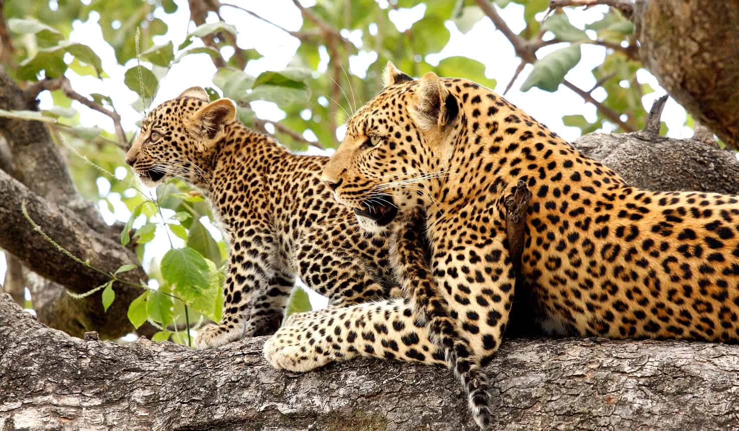 More Leopards
