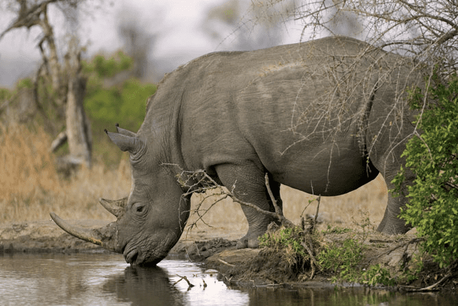 Rhinoceros