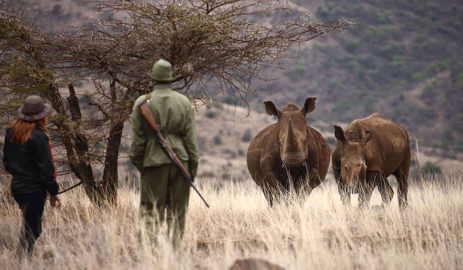 Rhinos