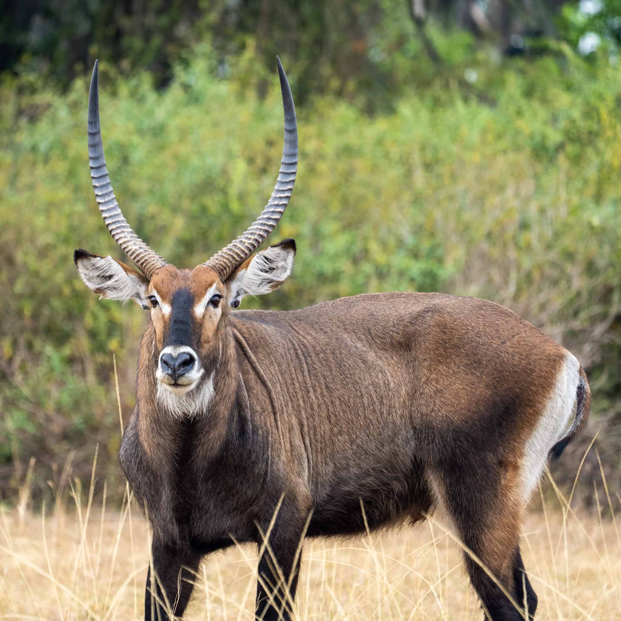 Game viewing in Queen Elizabeth National Park
