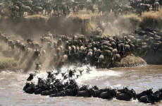 7 Days Wildebeest Migration Safari