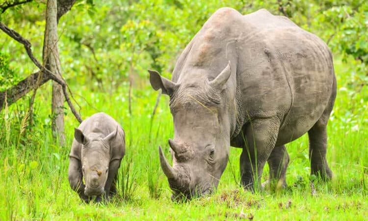 Ziwa Rhino trekking